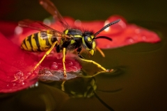 Tony Walker - Vespula vulgaris-common wasp