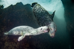 2nd Grey Seal Halichoerus grysus courtship