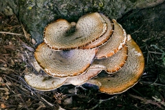 2nd Bracket Fungus