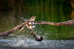 2nd Osprey and Catch
