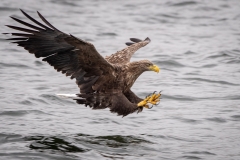 1st White Tailed Eagle Lunge