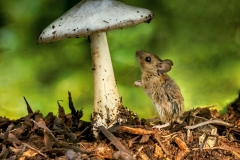 Field mouse and the toadstool