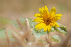 Sunflower in cornfield