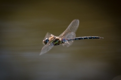 1st Southern Migrant Hawker in flight