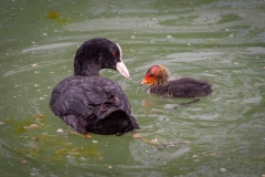 2nd Coot feeding chick