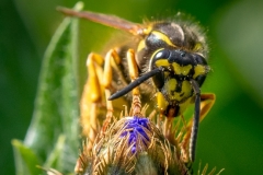 Paul-Burrows_Wasp_Nature-1