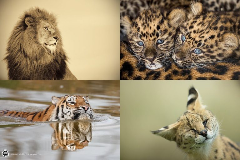 The Art of Zoo Photography