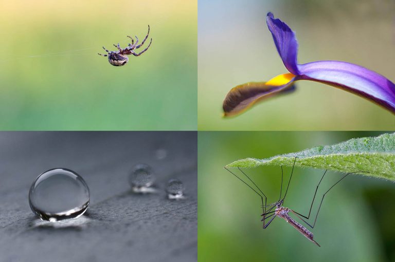 The Small World of Macro Photography