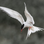 Arctic Tern