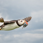 Puffin in Flight with Sand Eels