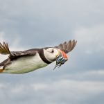 Puffin in Flight with Sand Eels