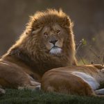 African Lion and Lioness