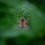 Araneus Diadematus, orb Weaver