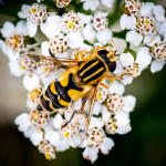 Helophilus trivittatus