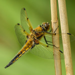 Dragonfly on reed