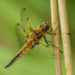 Dragonfly on reed