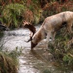 Male Fallow Deer Drinking