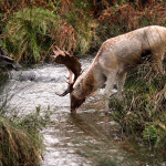Male Fallow Deer Drinking