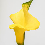 Calla