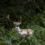 Fallow Deer