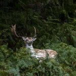 Fallow Deer