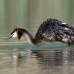 Great Crested Grebe Mid Dive
