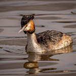 Great Crested Grebe