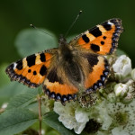 Small Tortoiseshell