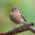Chaffinch In The Rain