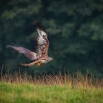 Red Kite With Food