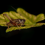Roesel's Bush Cricket