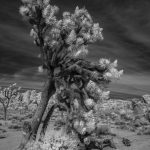 Joshua Tree National Park