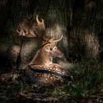Fallow Deer Stag