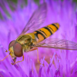 Hoverfly On Thistle
