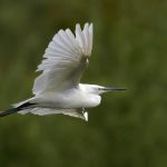Little Egret