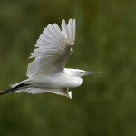 Little Egret