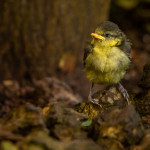 Bluetit Fledgling
