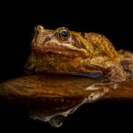 Reflections Of A Common Frog