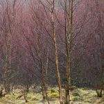 Birches