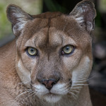 Florida Panther Portrait