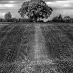 The Tree