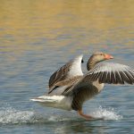 Splashdown