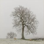 A Winter Scene