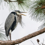 Great Blue Heron