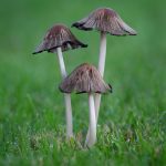 Common Ink Cap