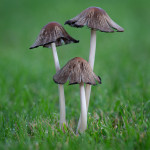 Common Ink Cap