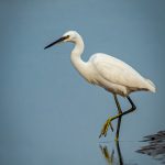 Little Egret