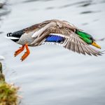 Mallard