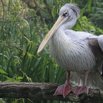 Dalmatian Pelican