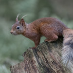 Red Squirrel